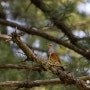 경기도 가평 잣향기푸른숲 수목원 탐방기 + 탐조와 탐충 - 캐논 EOS R5 + RF 100-500mm F4.5-7.1 L IS USM