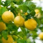 레몬 물 (다이어트 효능 레몬 물 먹는 법과 하루 섭취량 섭취 시 주의점 )
