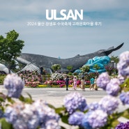 2024 울산 장생포 수국축제 고래문화마을 6월 꽃구경 후기
