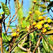 비파나무 열매