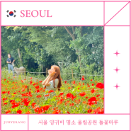 올림픽공원 들꽃마루 6월 서울 가볼만한곳 꽃구경 데이트 양귀비 유채꽃 위치 주차