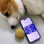 강아지 건강 체크 앱 추천 티티케어 AI카메라 반려견 홈케어