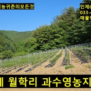 인제 월학리 과수영농지 매매