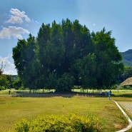 약800년된 원주 반계리 은행나무<천연기념물>