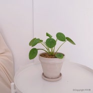 공기정화식물 필레아페페 꽃말 키우기 쉬운 반려식물