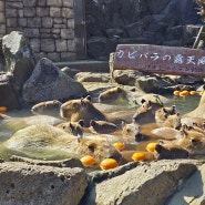 시즈오카 여행:: 동물들과 신기한 선인장이 한 곳에! '이즈 샤보텐 동물공원(伊豆シャボテン動物公園)'