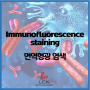 [Applications] 면역형광법 Immunofluorescence