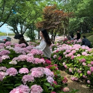부산 수국명소 :: 삼락생태공원 사상 꽃구경 가볼만한 곳 주차장 위치