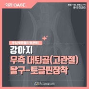 강아지가 보행시 뒷다리를 들고 걸어다녀요. 강아지 대퇴골(고관절)탈구 -토글핀 장착 [부산 조양래동물의료센터]