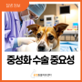 강아지 자궁축농증 예방법: 중성화 수술의 중요성