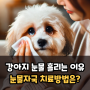 강아지 눈물 흘리는 이유와 눈물자국 치료방법은?