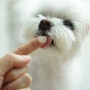 강아지 면역력 챙기기 장 건강을 위한 닥터바이 강아지 유산균 추천