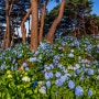 수국 동산