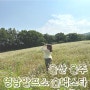 울산 데이트 코스 추천 메밀꽃 명소 영남알프스 숲페스타