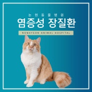 고양이 염증성 장질환 치료 케이스, 강남 논현 동물병원