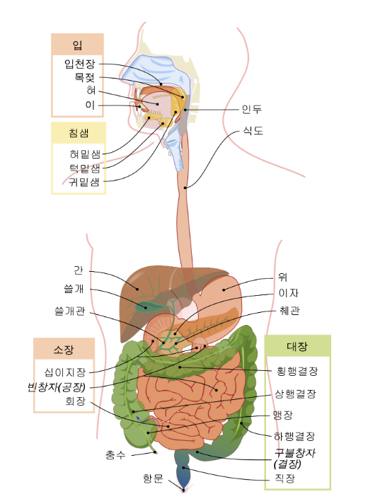 성인간호 04. 간 담관 및 췌장 질환 : 네이버 블로그