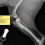 강아지 슬개골 탈구 및 십자인대 단열 동시 수술법(modified TPLO)을 적용한 치료 케이스