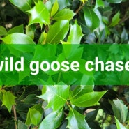 wild goose chase