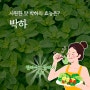 박하의 효능, 시원한 맛의 박하 민트