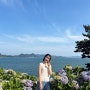 경남 수국 명소, 통영 이순신공원 수국 6월16일 개화상황 실시간