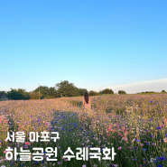 서울 꽃구경 상암 하늘공원 수레국화 주소 노을 주차장