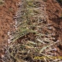서산 태안 육쪽마늘 캐는 시기 수확하고 장아찌 담는 날