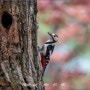 가평 남이섬 둘러보기 (24. 04. 18.)