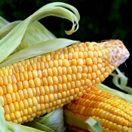 7월 제철 음식, 건강에 도움이 되는 옥수수 효능은?