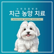 강아지 치근 농양 치료, 강남 논현 동물병원