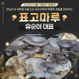 [이달의 경영체] 무농약 & 친환경 표고버섯을 생산하는 '표고마루'