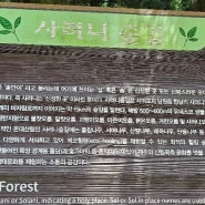 제주여행 신성한곳 사려니숲