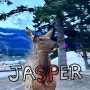 [캐나다여행] Day4 :: 숙소에서 저녁먹고 차로 재스퍼 한바퀴... (저녁에 엘크 Elk 많이 볼 수 있는 스팟 공개!) 🐾
