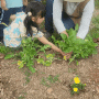 (6살) 텃밭수업 감자수확&모기퇴치제 체험
