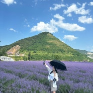 [동해] 무릉별유천지 라벤더 축제🪻💜 6월 라벤더 축제