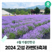 [고성 축제] 2024 하늬라벤더팜 고성 라벤더축제