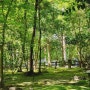 교토 여행 | 아라시야마 치쿠린 대나무숲 걷기 좋은 곳