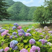 6월 수국 💐 옥천 장계관광지 주차장 입장료 무료