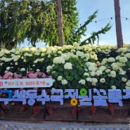공주 유구 색동 수국 정원 꽃축제
