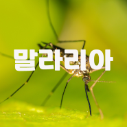 말라리아 전염 감염 증상 예방법 :: 말라리아 주의보 발령