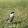 물까치 (Azure-winged Magpie)