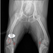 슬개골 내측 탈구 4기 (24시청주나음동물메디컬)