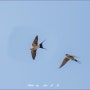 귀제비 (Red-rumped Swallow) 높이 날다