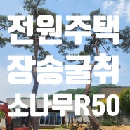장송 굴취작업 소나무 R50 특수목 작업시 유의할 점