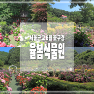 율봄식물원 수국 서울근교 6월 꽃구경 명소