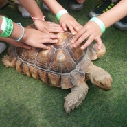 용인 아이랑 가족 소풍 갈만한 곳 추천 동천자연식물원 - 레일썰매 닥터피쉬, 동물먹이체험과 숲체험도 해요.