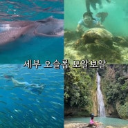 세부 오슬롭 모알보알 투어 고래상어 예약 및 거북이 스노쿨링 준비물