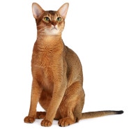 아비시니안(Abyssinian)