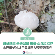 [연구일지] 버섯으로 근손실을 막을 수 있다고?