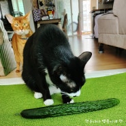 고양이 오이 먹어도 될까요? 고양이가 먹어도 되는 야채 채소 종류 알아보기