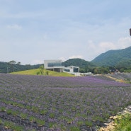 [정읍 허브원] 6월이면 볼 수 있는 라벤더! 여름 꽃 여행지! 정읍 허브원으로 떠나요~